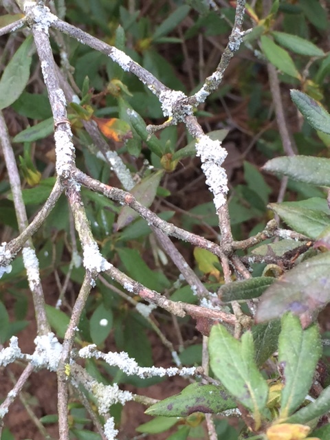 Fungus On Azaleas Ask Extension