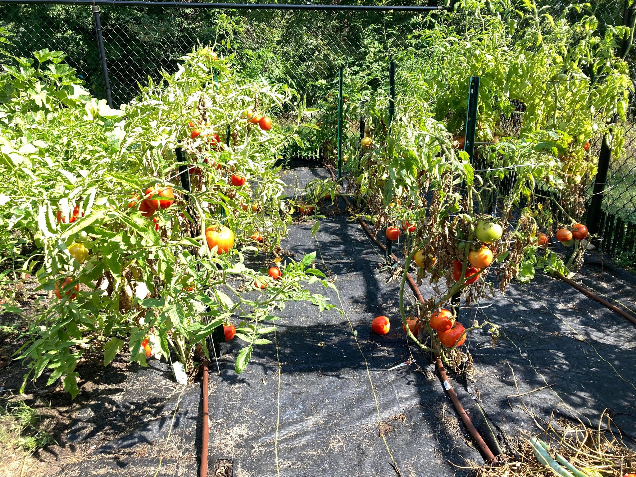 I Need More Help With My Tomatoes Ask Extension 9959