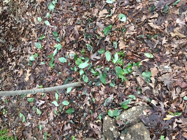 New Dogwood Tree Dropping Leaves - Ask Extension