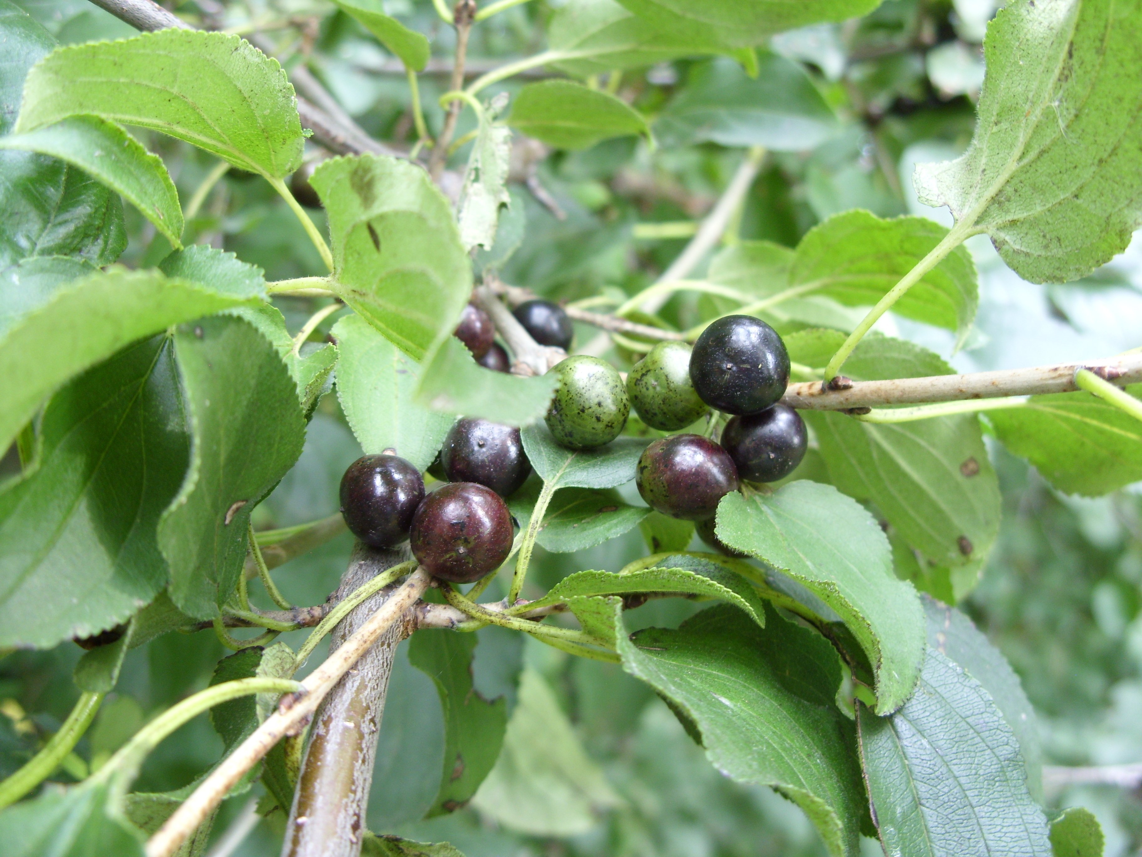 Berry Bush Identification - Ask Extension