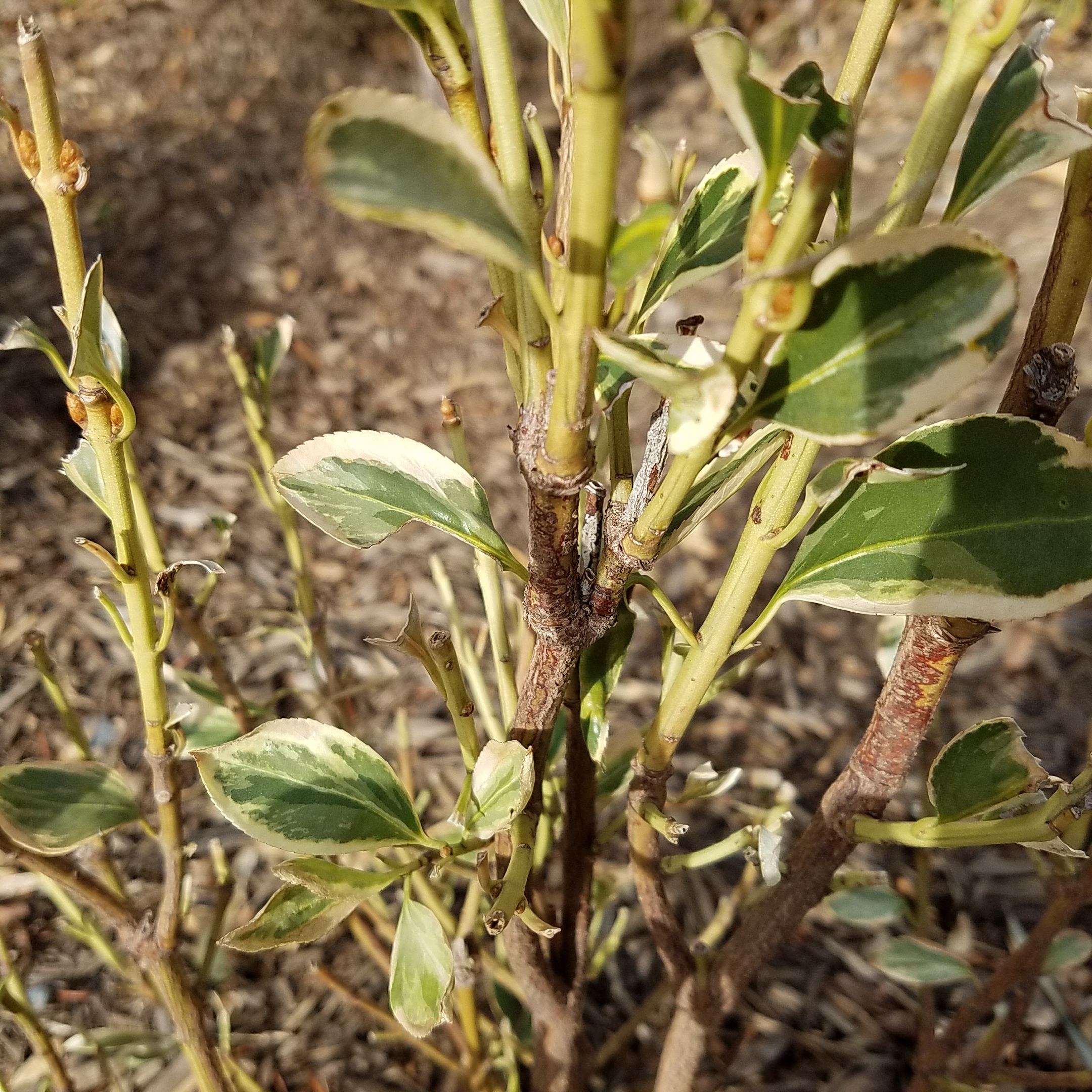 Is Euonymus considered invasive plant in Maryland - Ask Extension