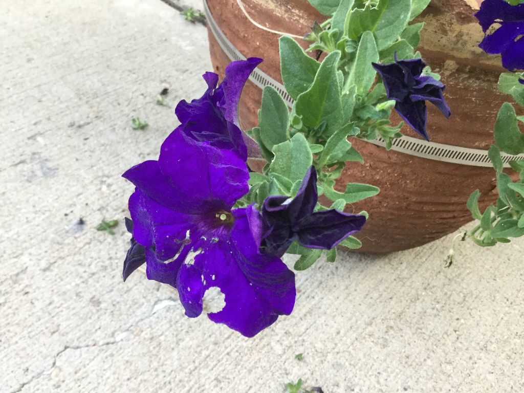 what-is-eating-my-petunias-ask-extension