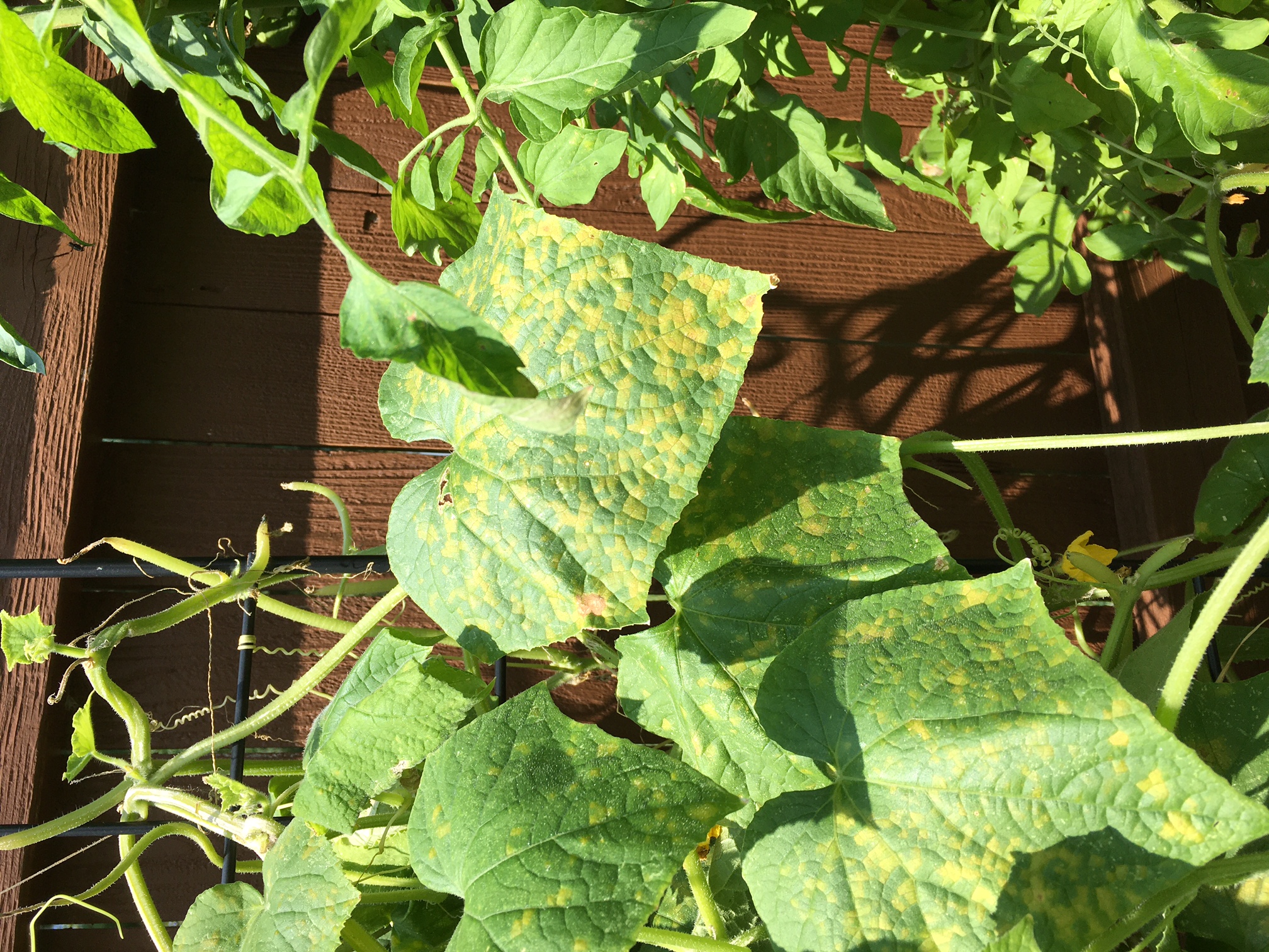 is-it-okay-to-eat-cucumbers-from-a-cucumber-vine-with-downy-mildew