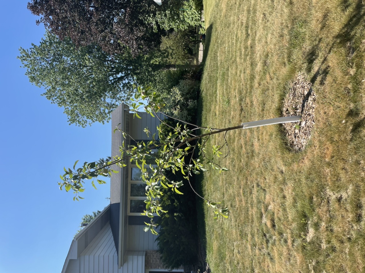 Apple trees - Ask Extension