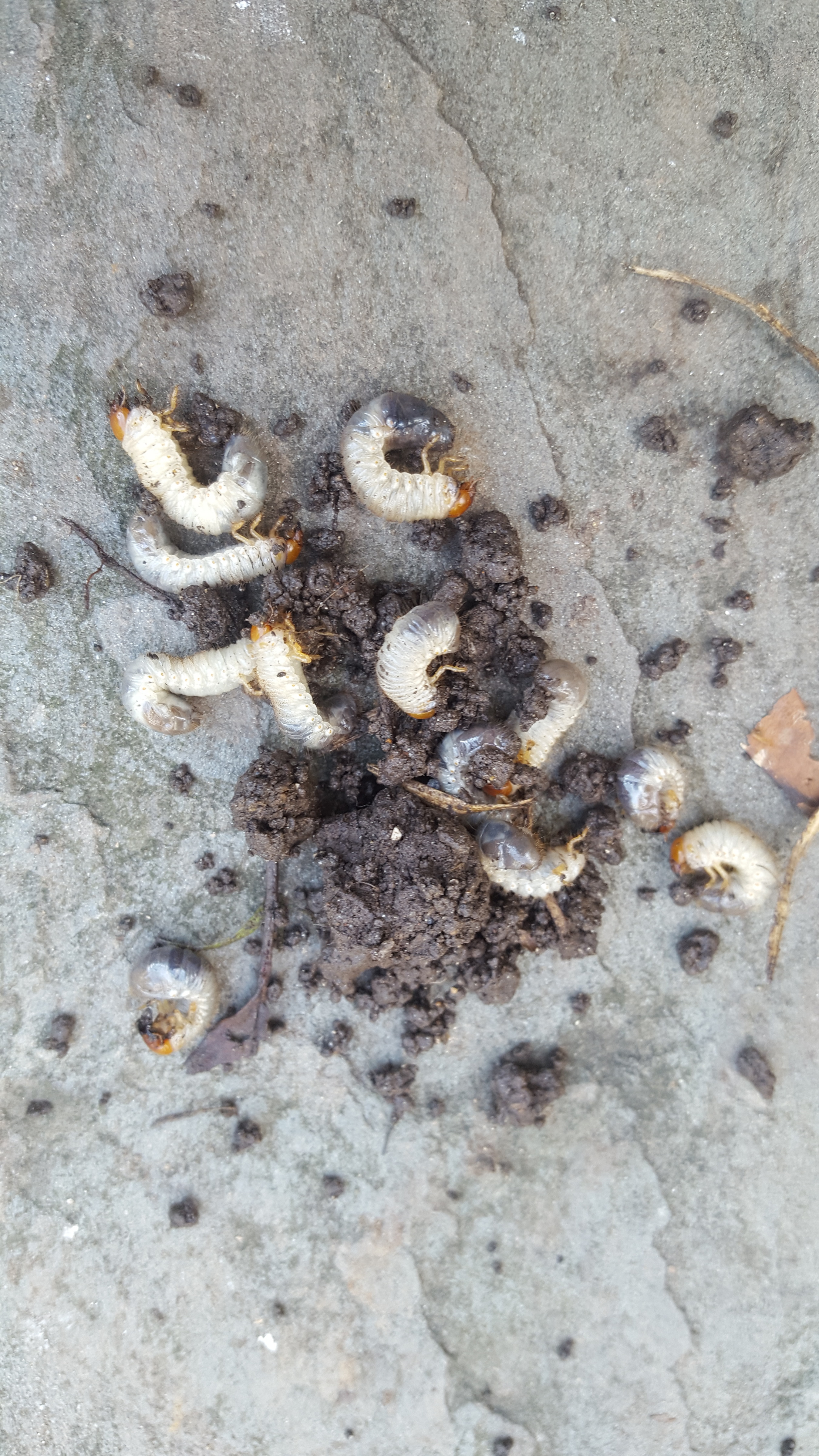 white cutworms