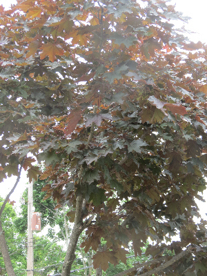 Is this a Norway Maple? - Ask Extension