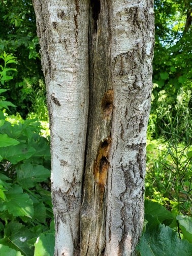 Why would this Aspen have such huge holes in it? - Ask Extension