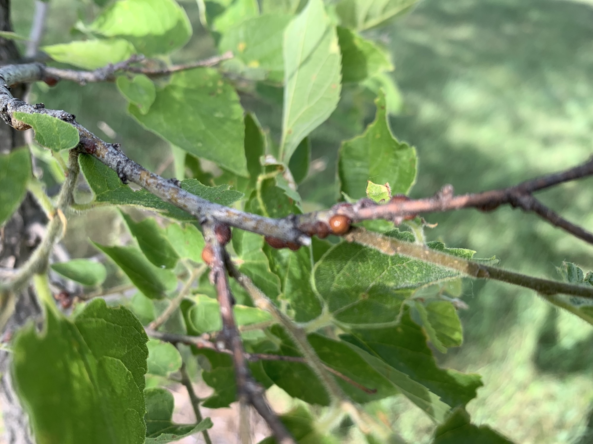 Sick Hackberry Tree - Ask Extension