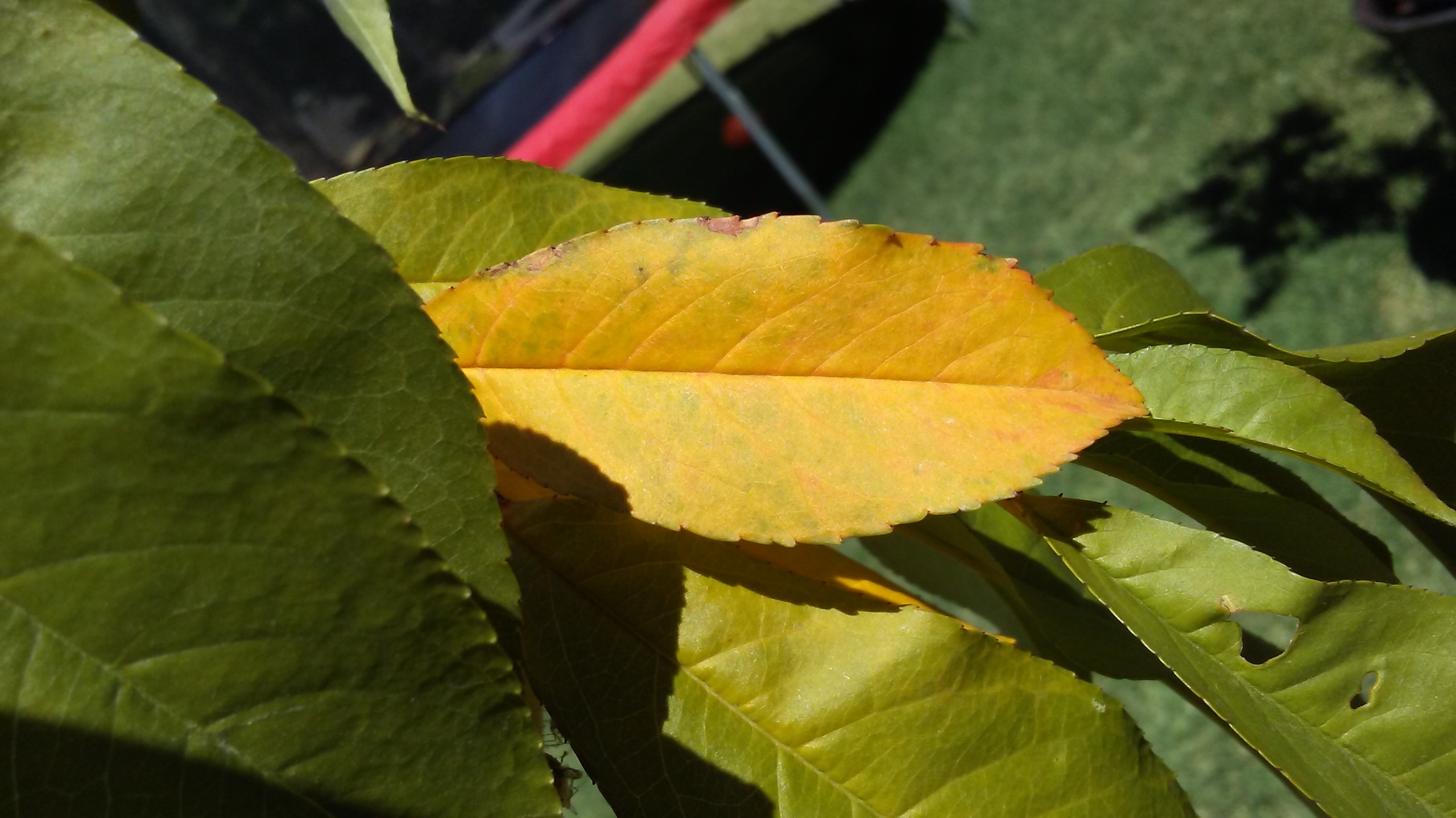 yellow-leaves-on-a-peach-tree-ask-extension