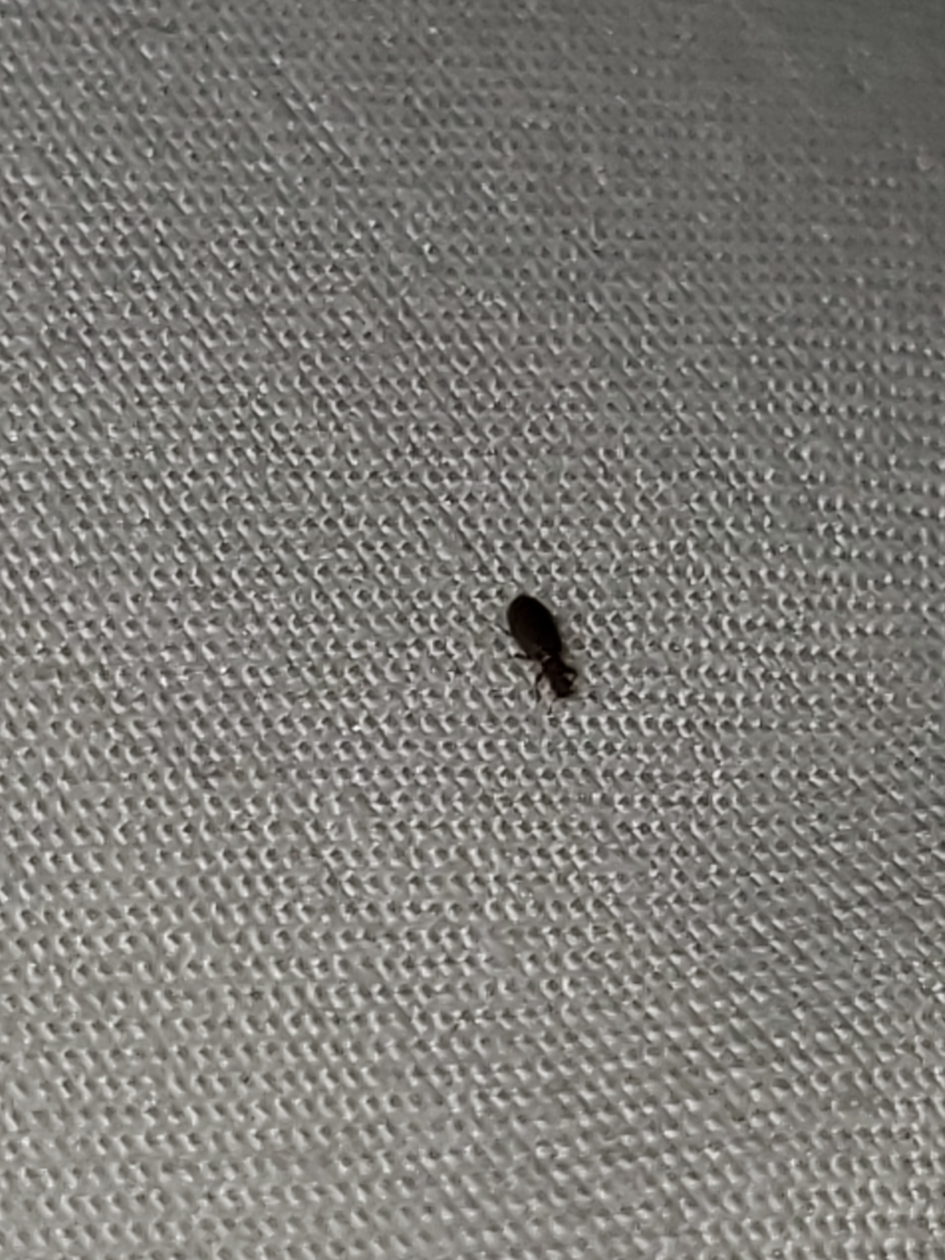 Little black bugs everywhere! Help!! - Ask Extension