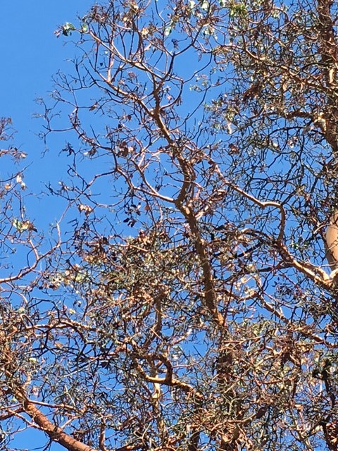 madrone-has-lost-all-its-leaves-ask-extension