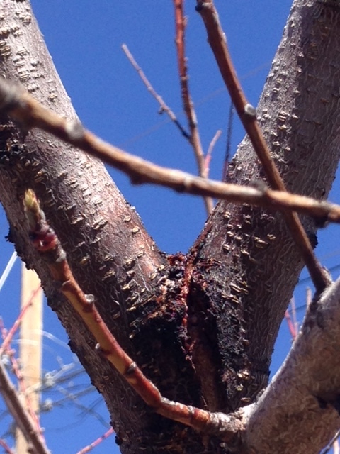 Peach Tree with Tubercularia canker - Ask Extension