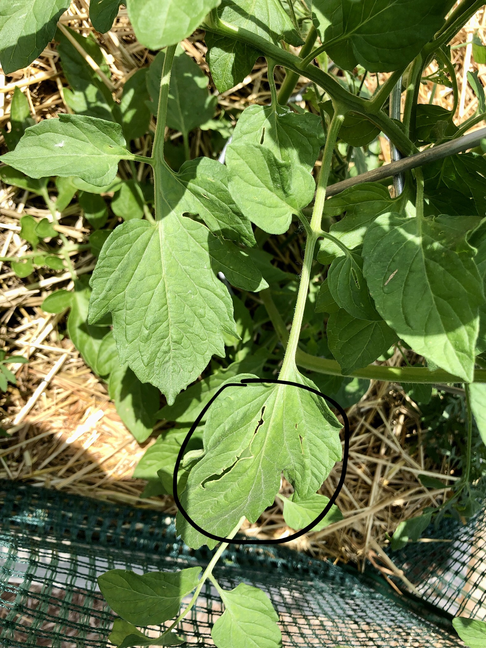 What is eating the leaves on my tomato? - Ask Extension