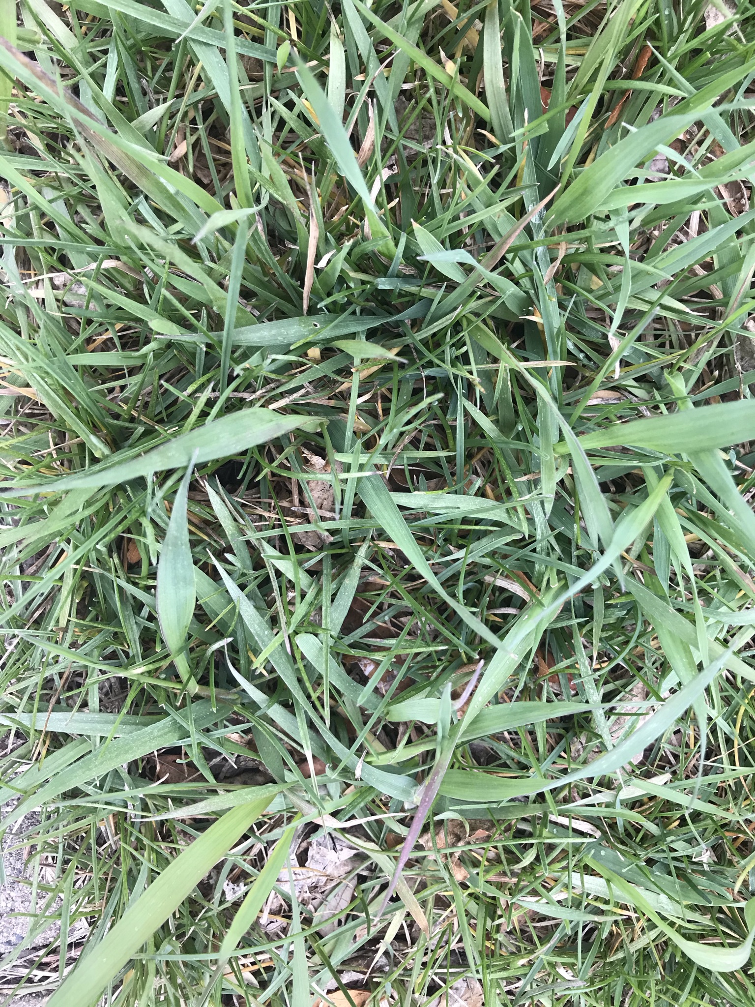 Grass Type Weeds In Lawn - Ask Extension