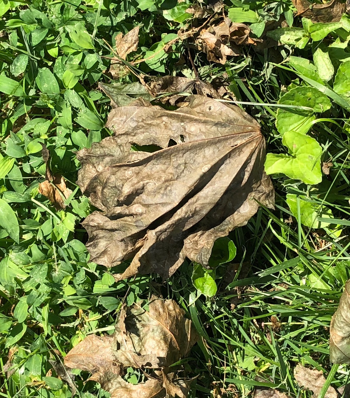 maple-tree-leaves-dying-ask-extension