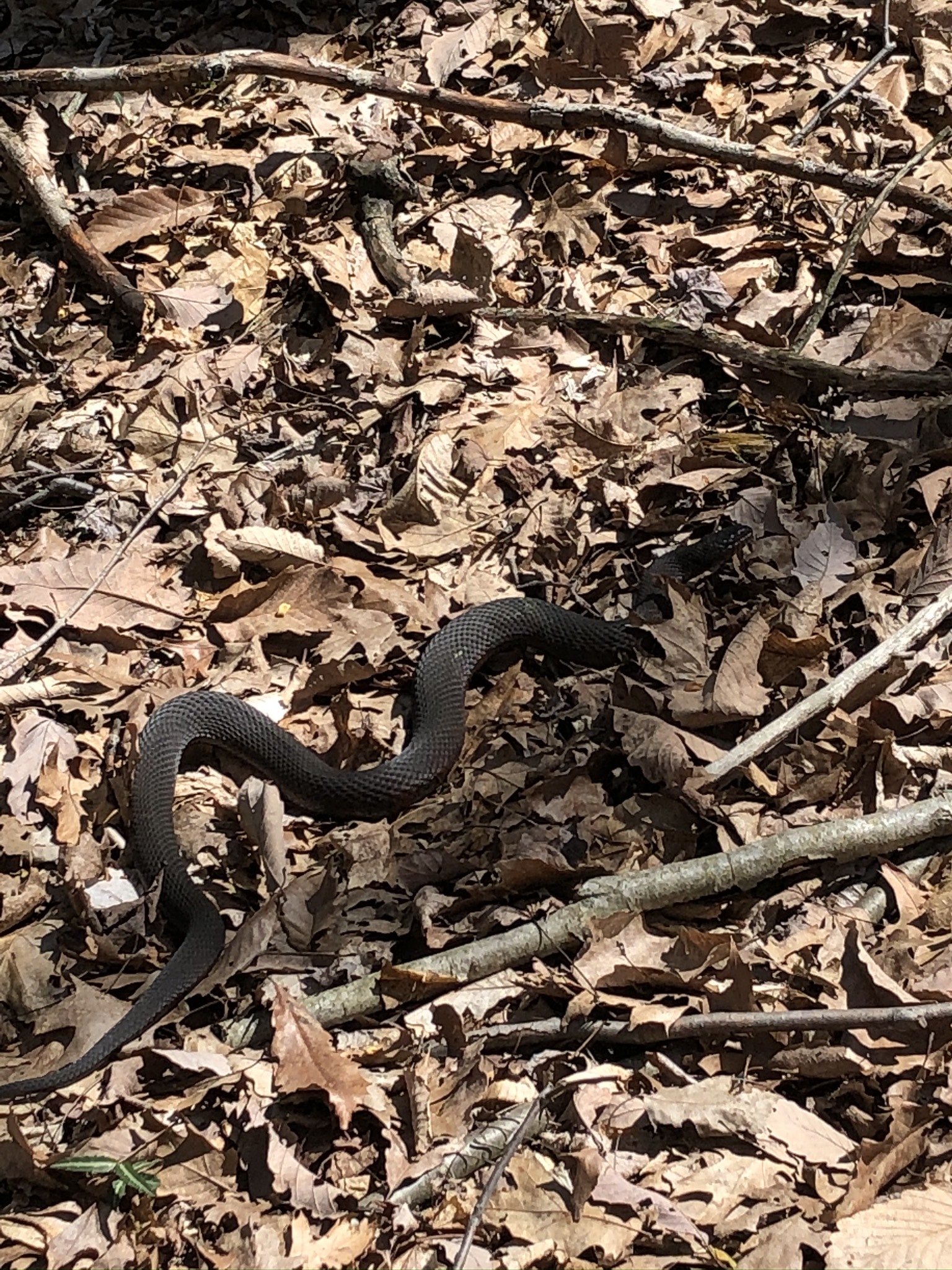 Snake Identification, Peekskill NY - Ask Extension