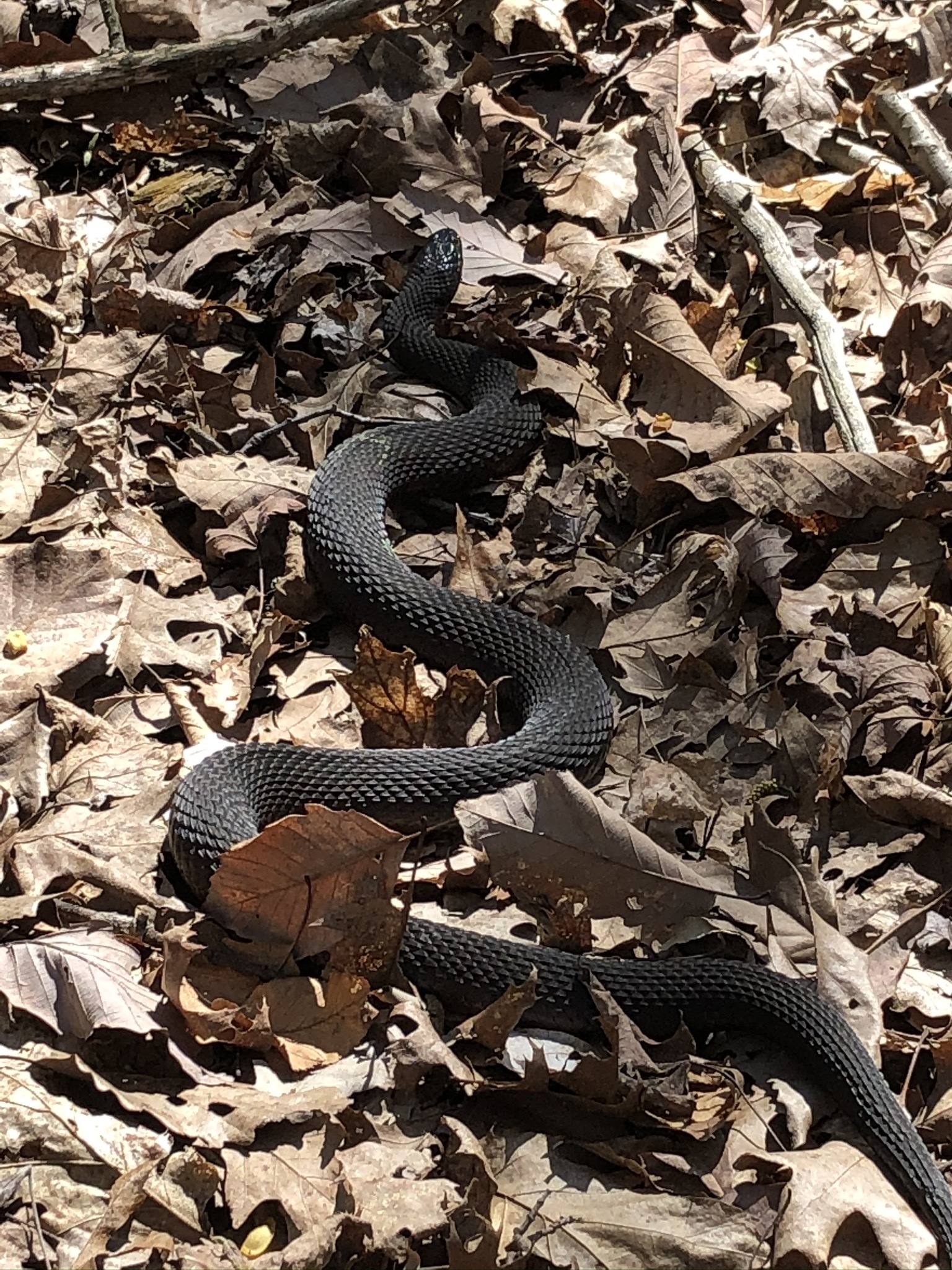 Snake Identification, Peekskill NY - Ask Extension