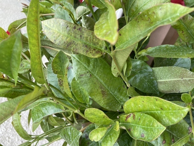 What’s eating my Mandevilla? - Ask Extension