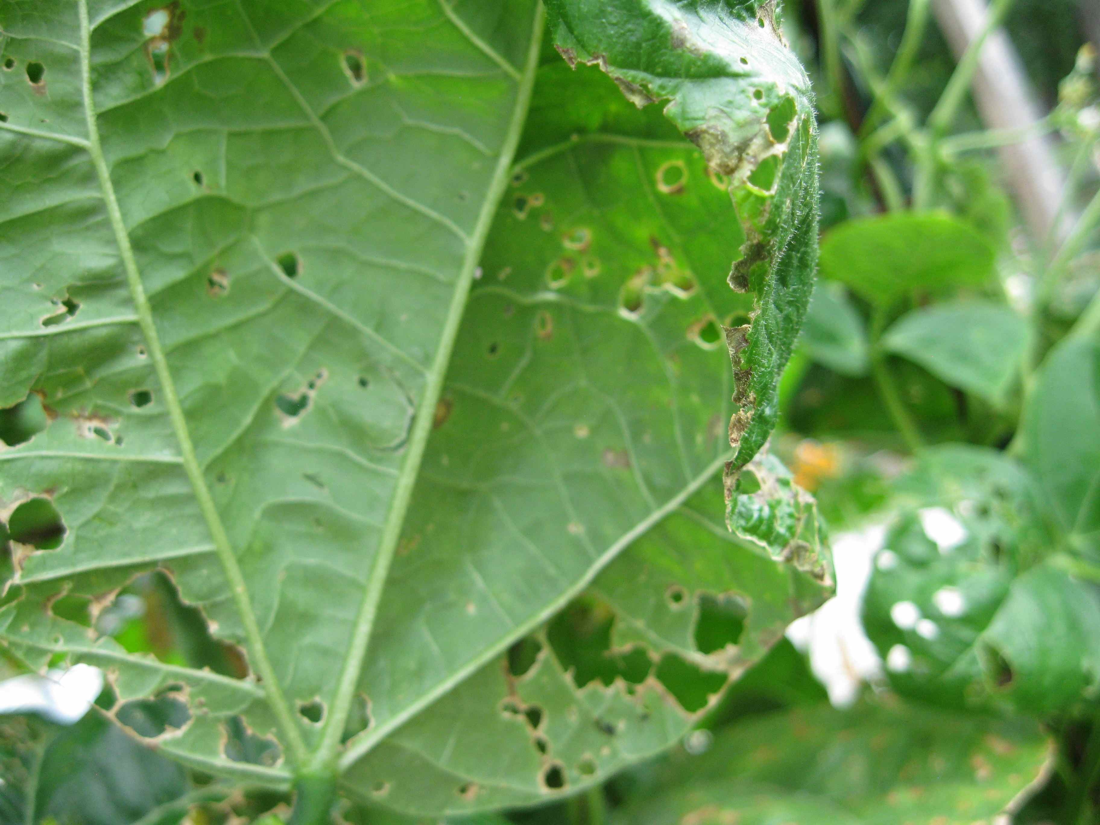 Pole Beans disease - Ask Extension