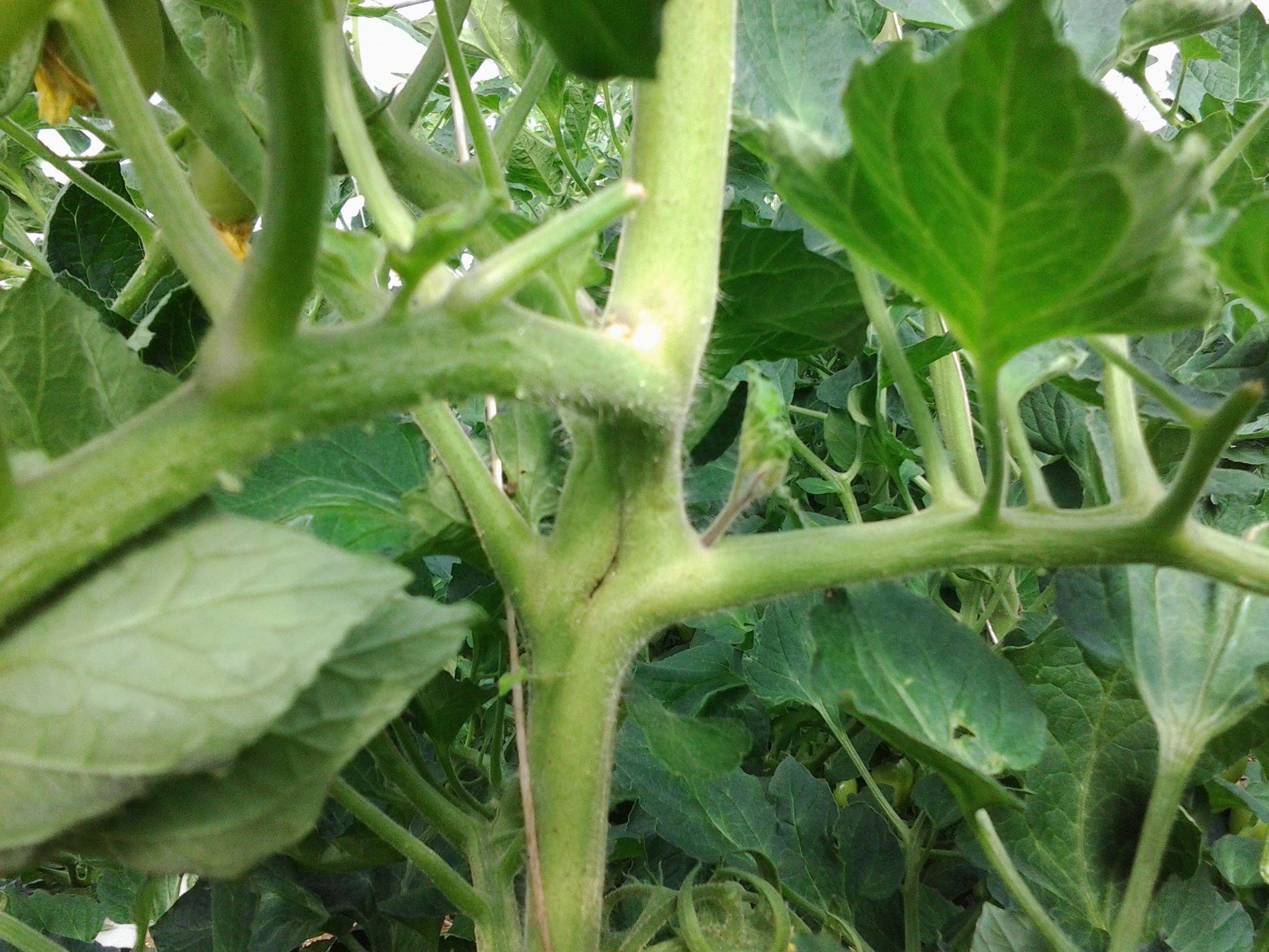 tomato split stem - Ask Extension