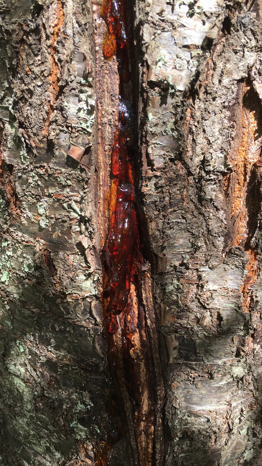 split-weeping-cherry-bark-sap-ask-extension