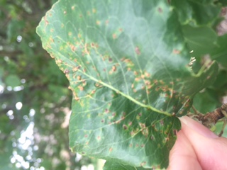 Fire Blight or Hawthorn Rust or both? - Ask Extension