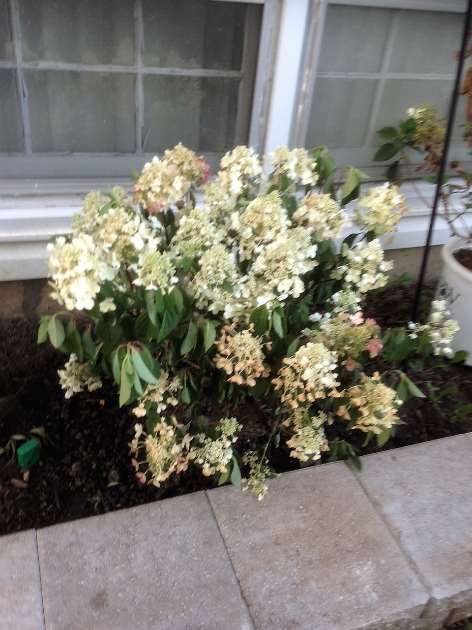 Quickfire hydrangea flowers turning brown Ask Extension