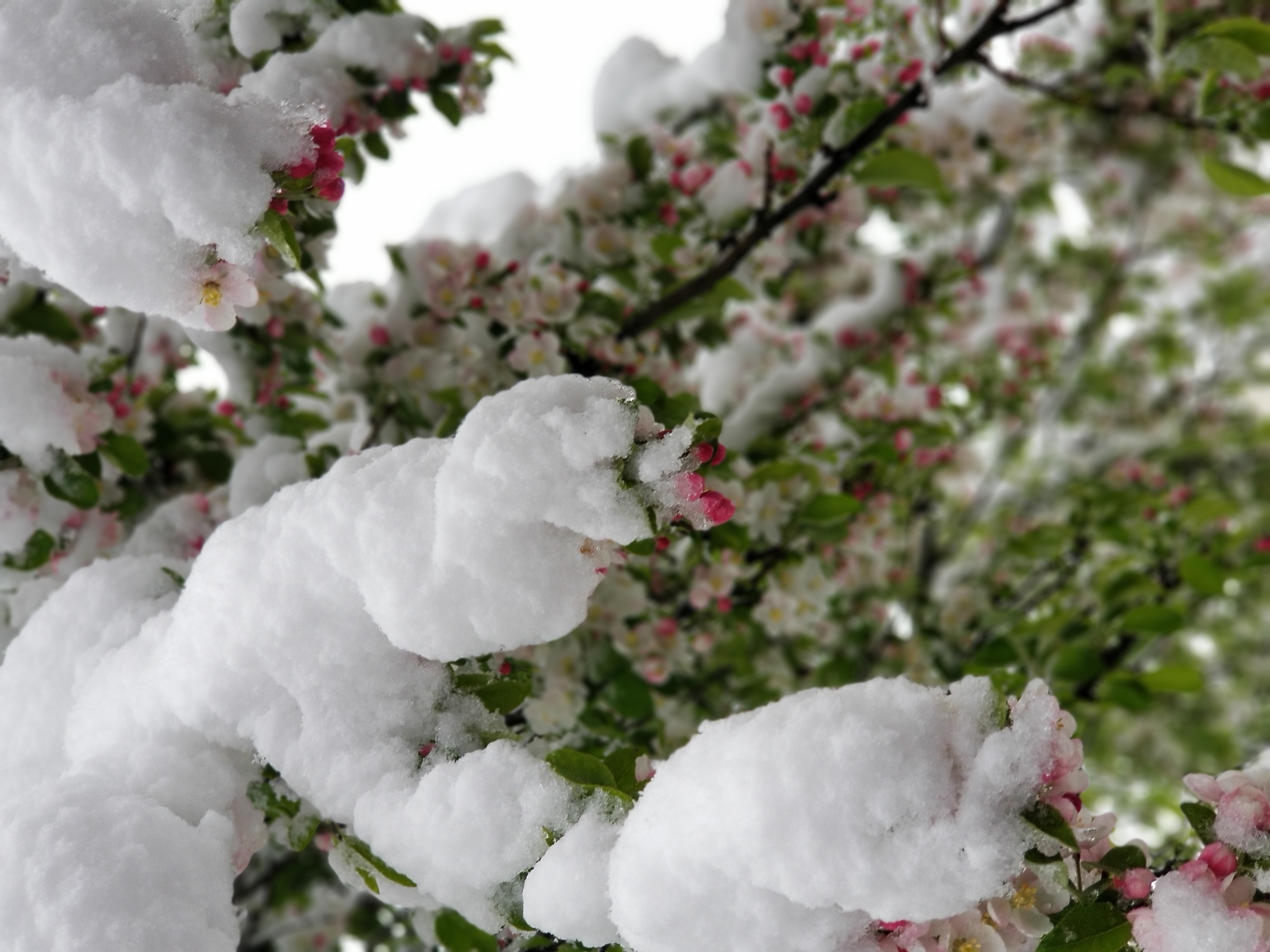 Cherry tree black bumps and sap on all branches - Ask Extension