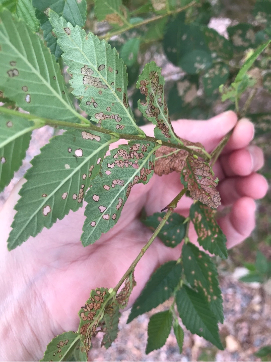 Holes and brown leaves - siberian elm - Ask Extension