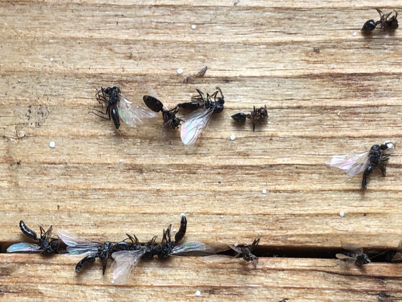 lots-of-small-black-bugs-with-white-wings-around-window-ask-extension