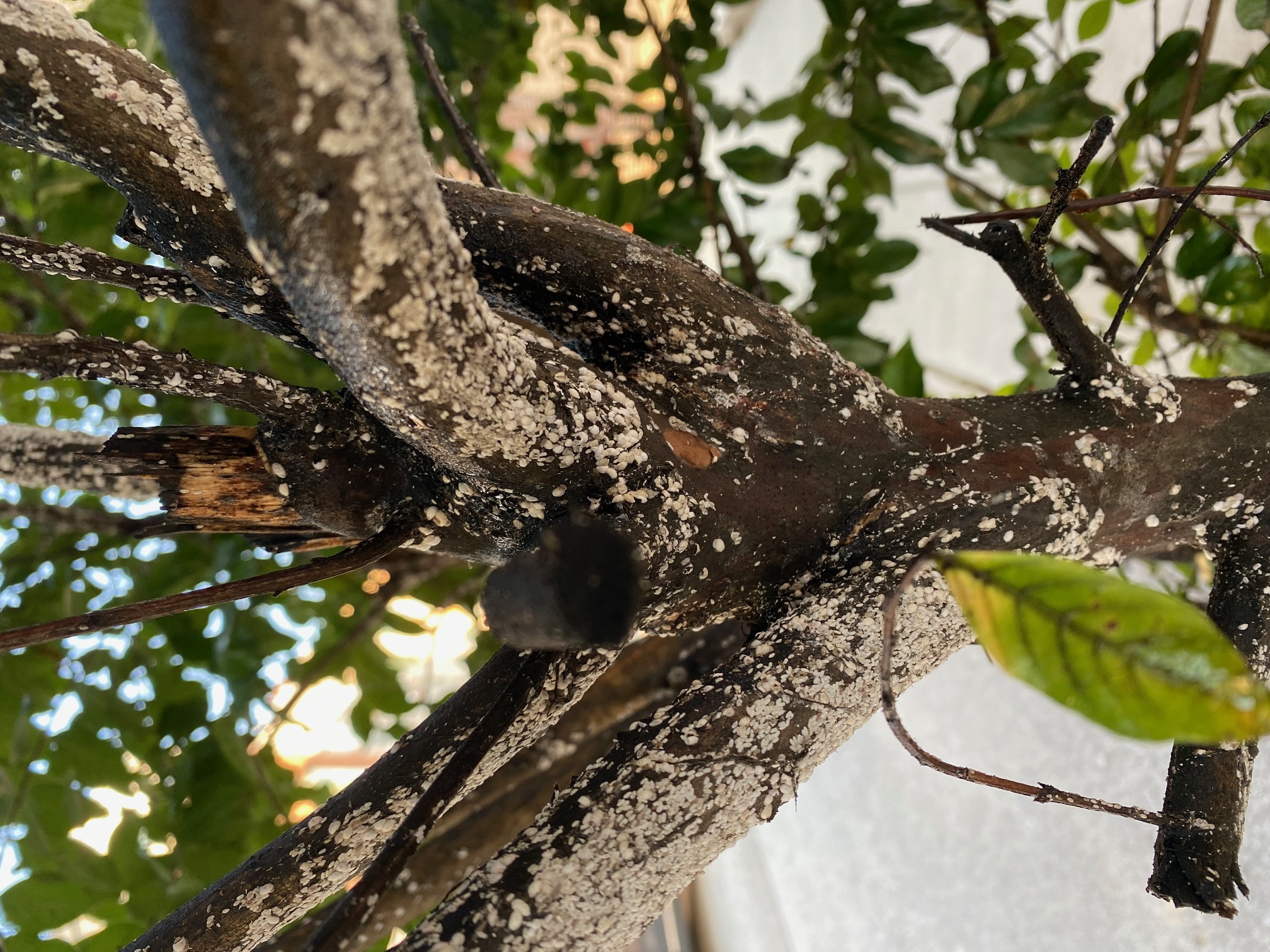 Crepe myrtles with white infestation on bark - Ask Extension