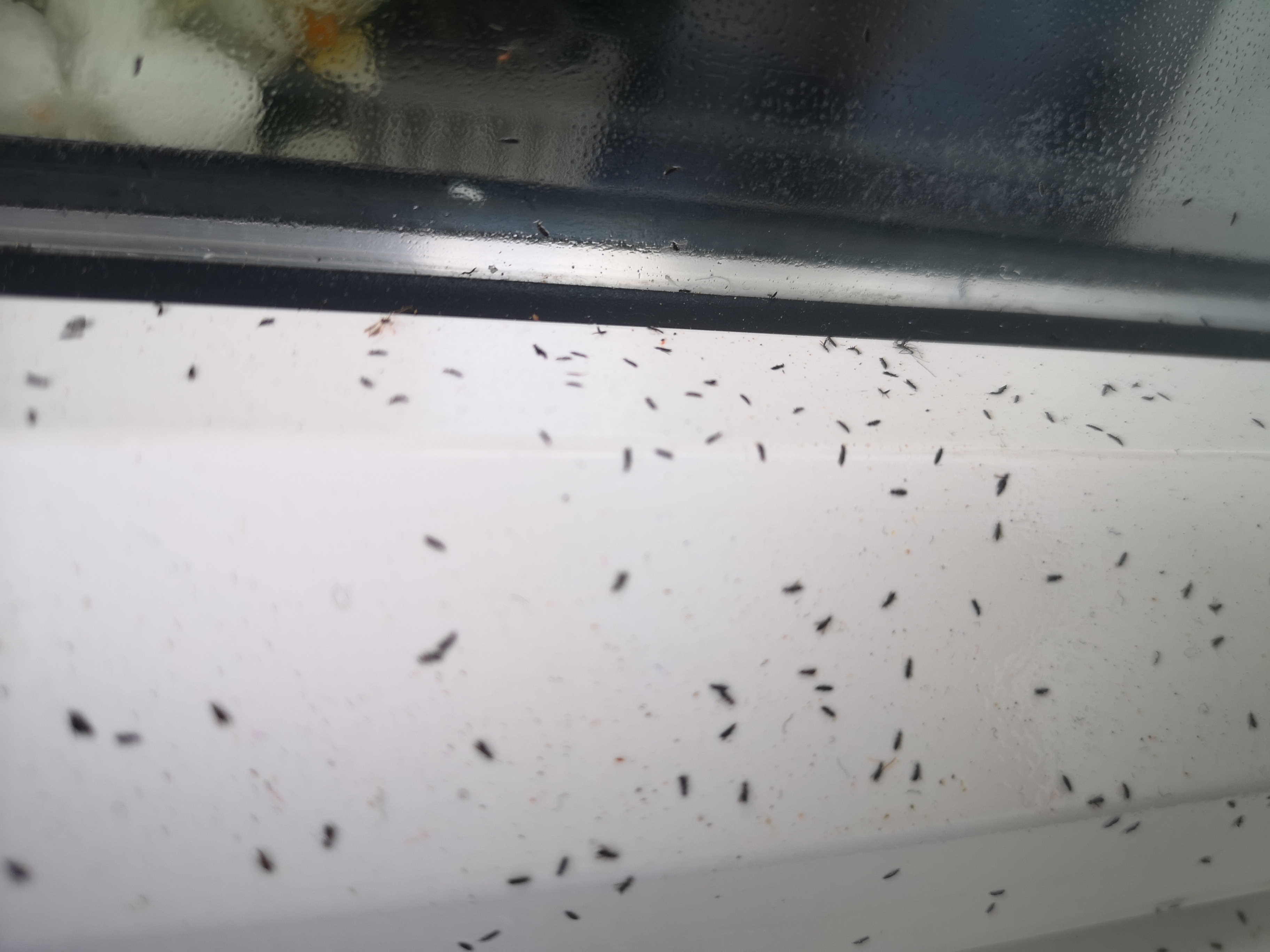 tiny bugs on window sill        <h3 class=