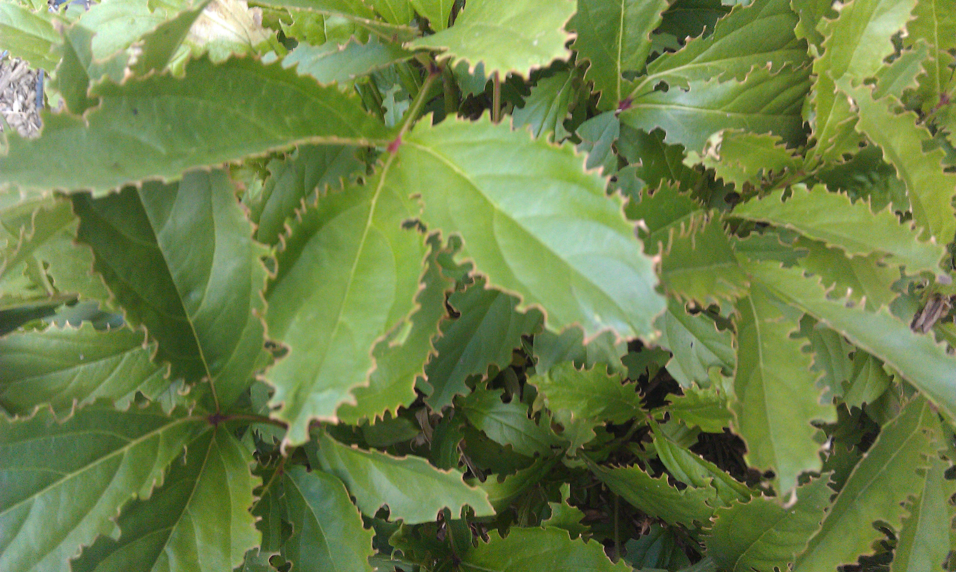 lilac-bush-leaves-turning-yellow-treatment-question-ask-extension