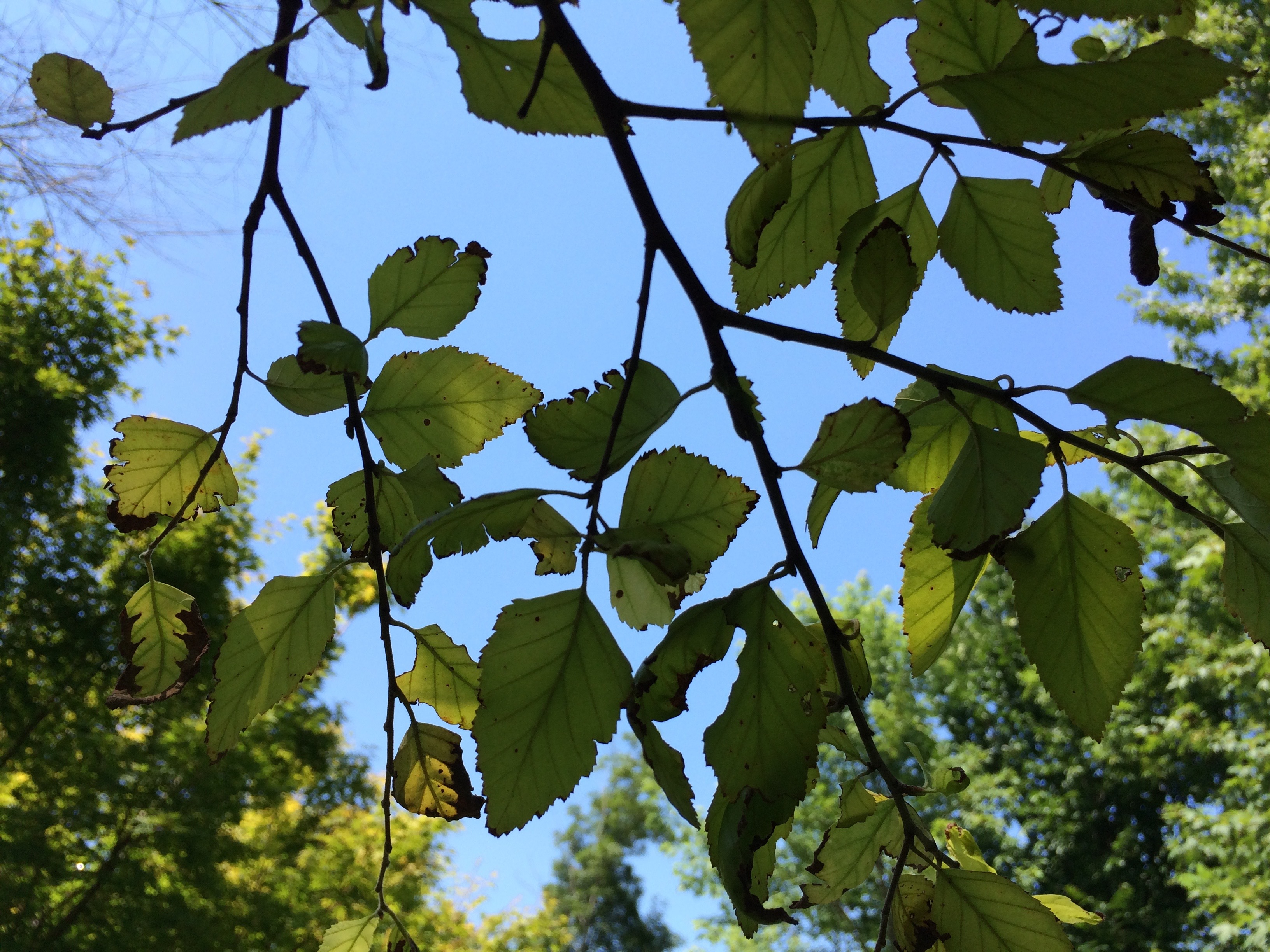 Dying River Birch Trees Ask Extension