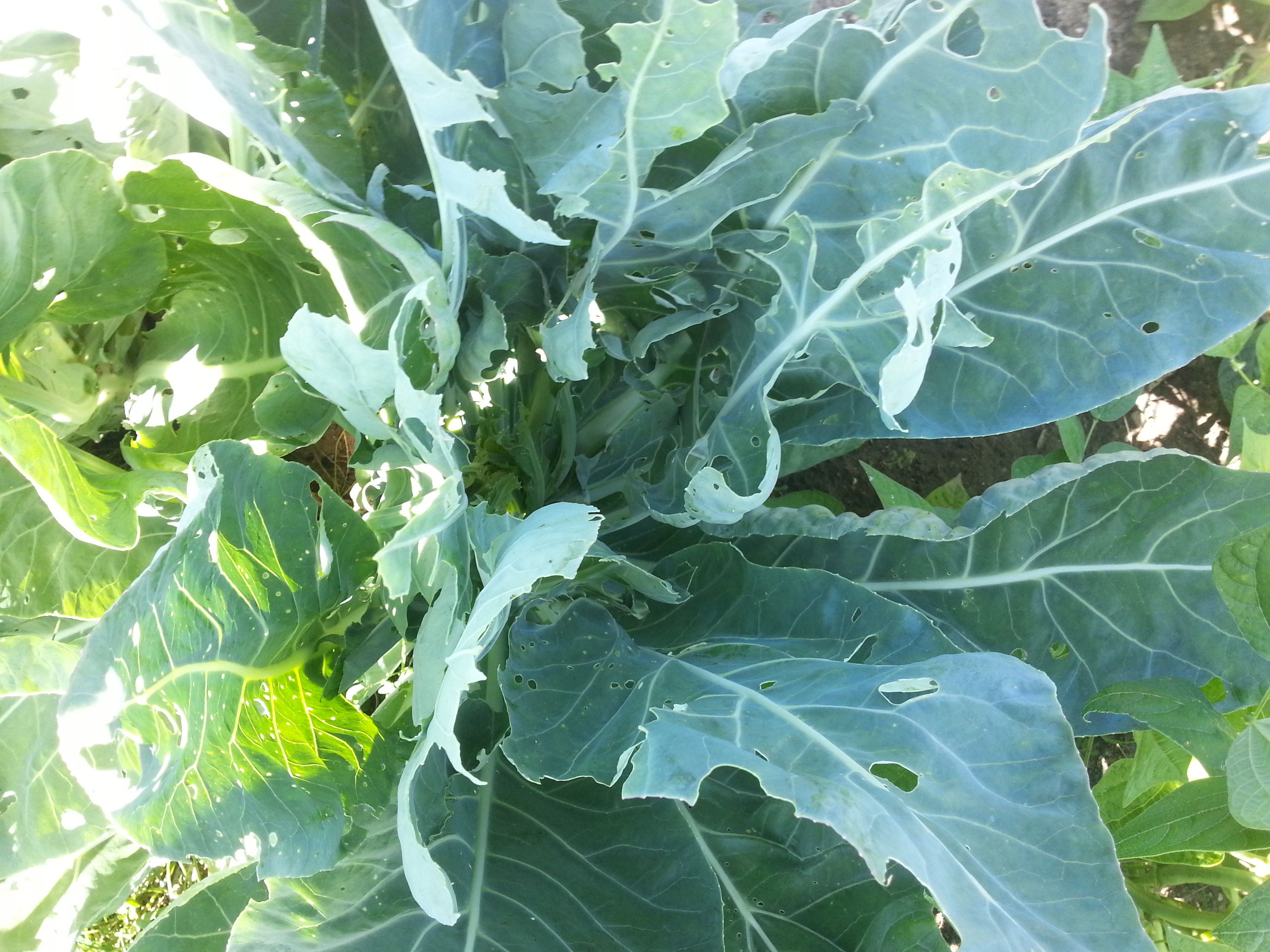 cauliflower leaves - Ask Extension