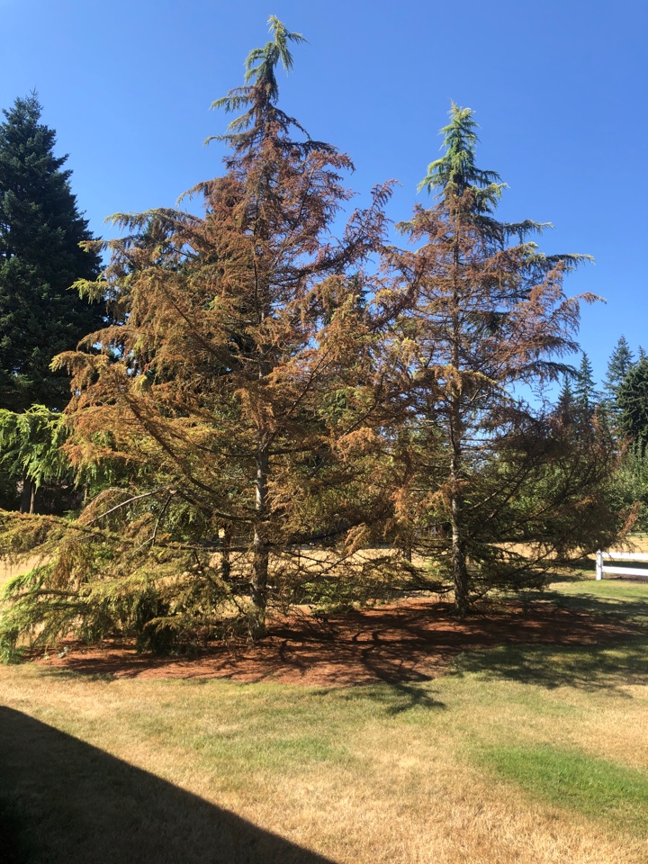 Dying evergreen trees - Ask Extension