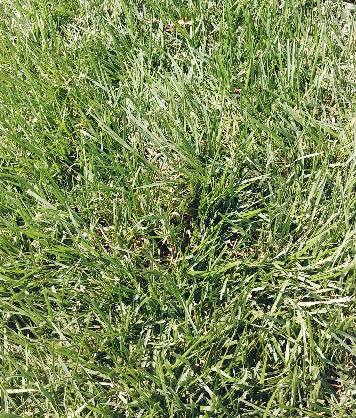 Type of Grass - Ask Extension