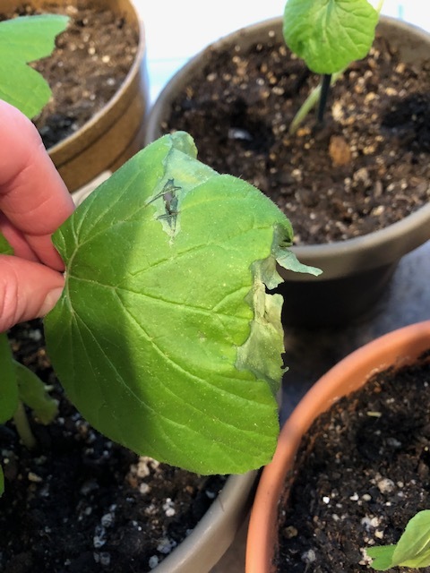 Zucchini Leaves Discoloration - Ask Extension