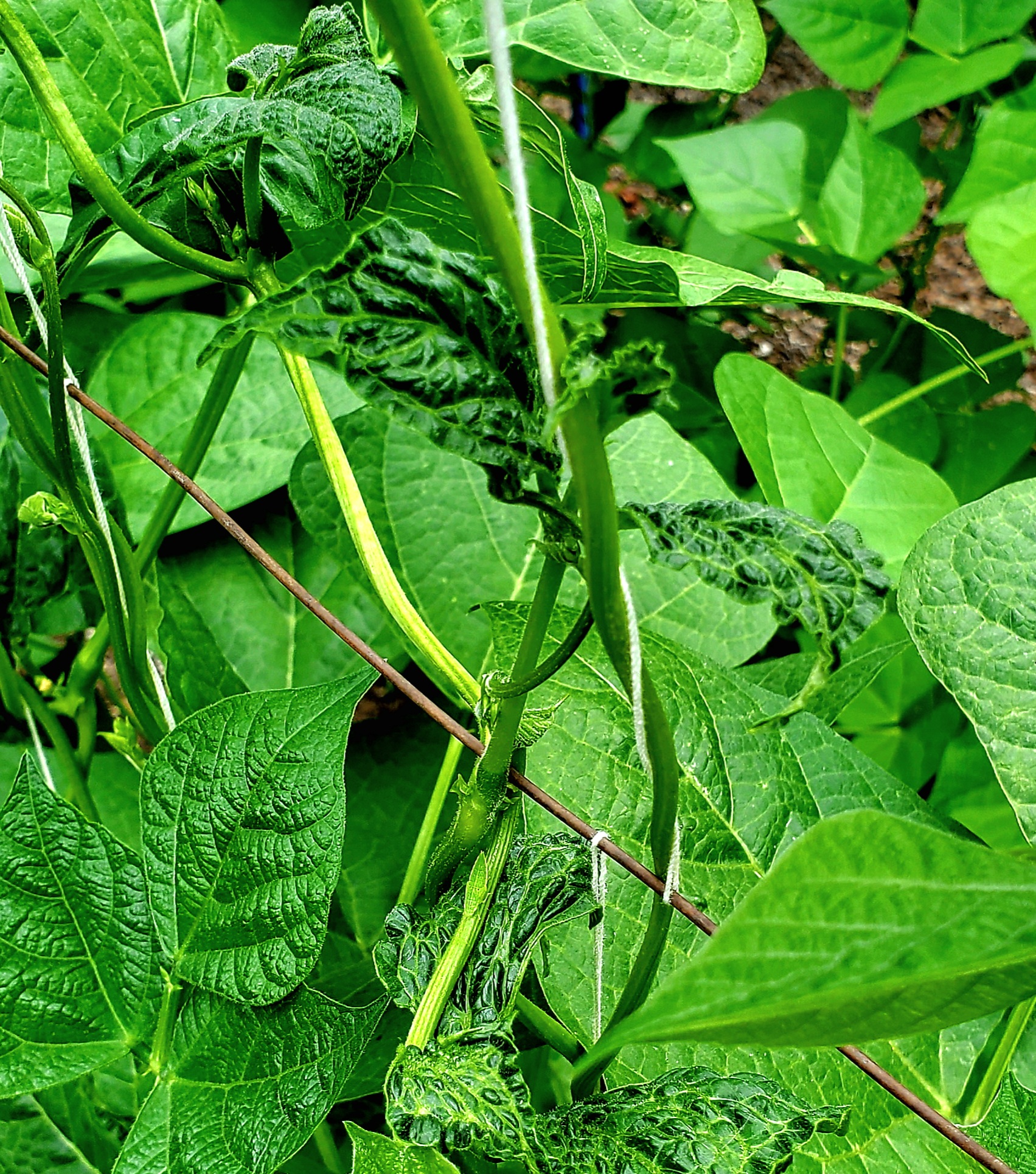 weird-green-bean-leaves-ask-extension