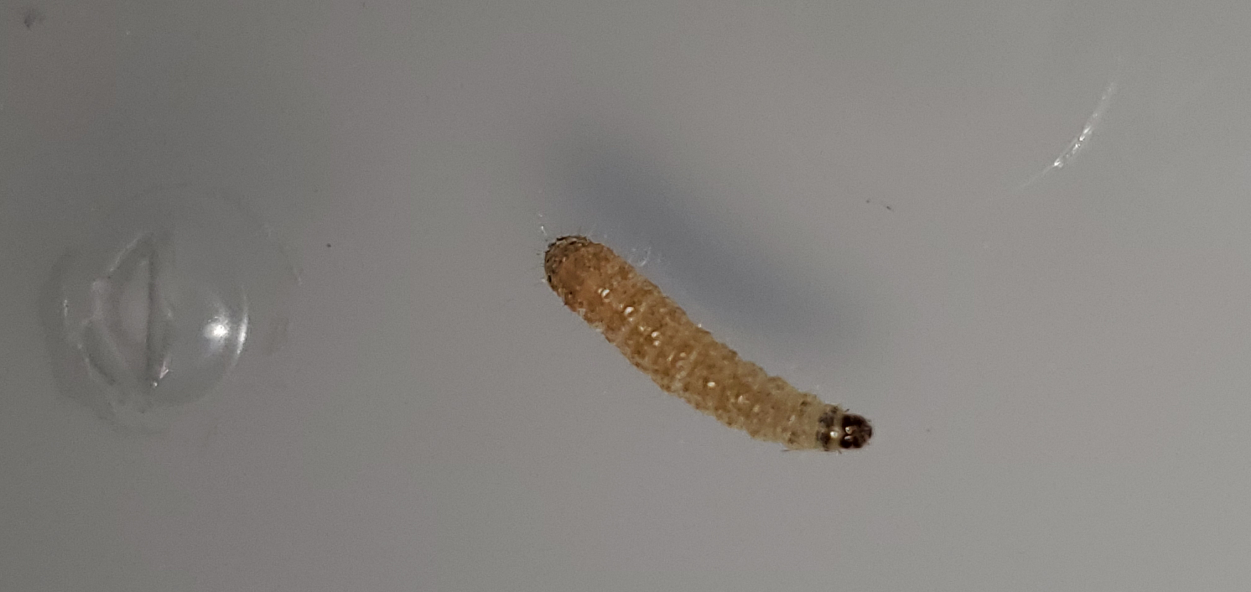 Species ID, catapillar? - Ask Extension