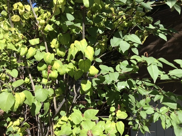 lilac-bush-leaves-turning-yellow-treatment-question-ask-extension