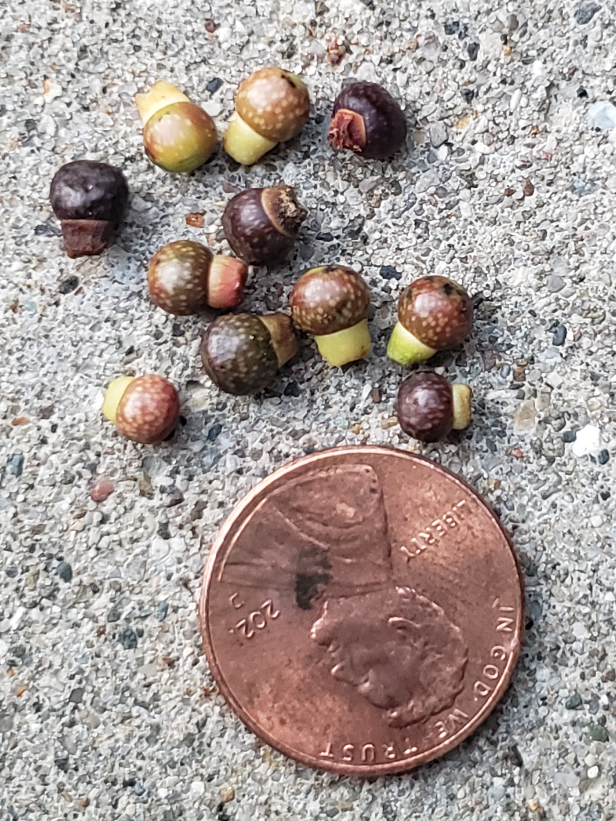 Massive tiny undeveloped acorns falling from black oaks from trees