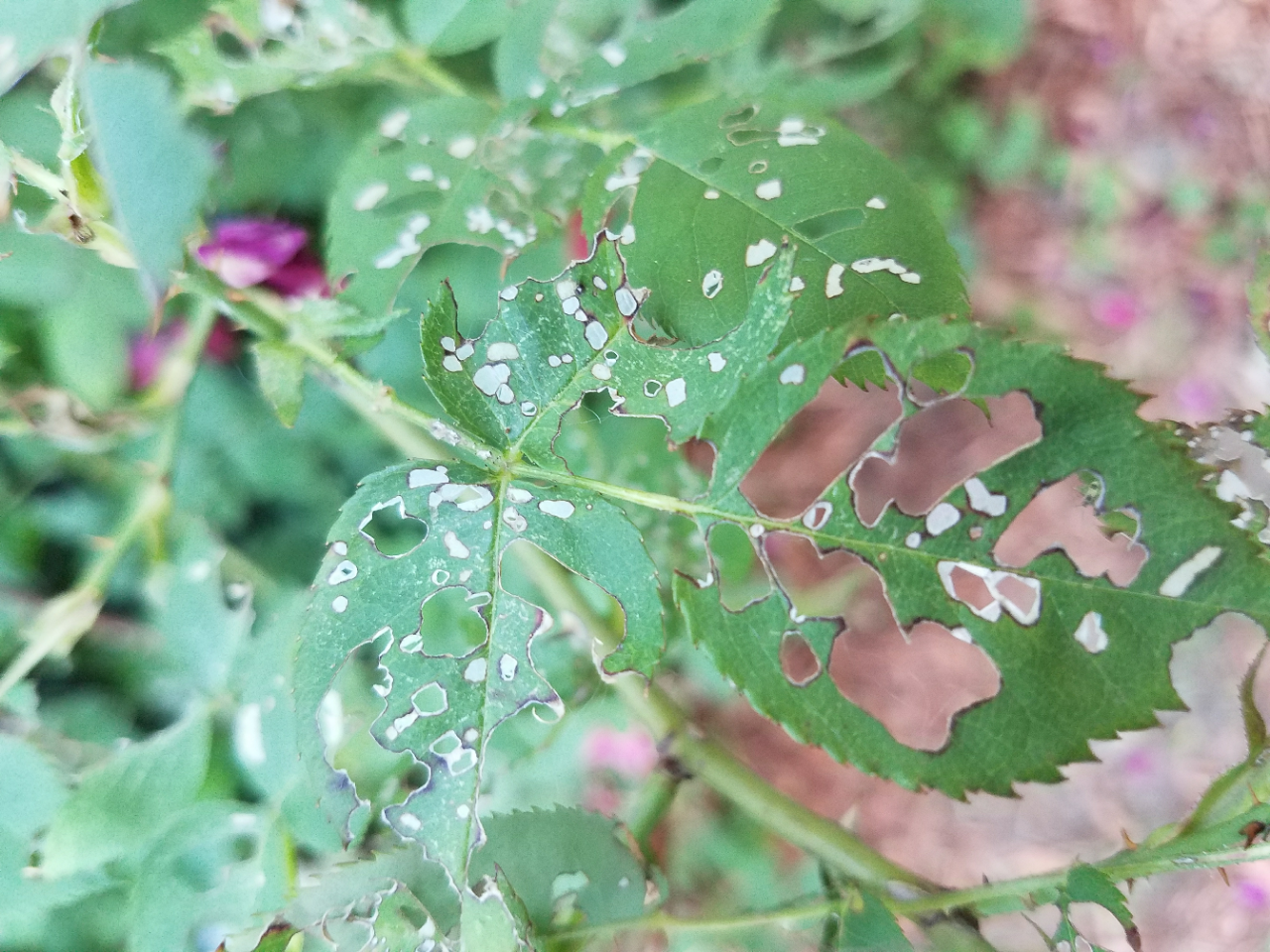 rose-leaves-getting-eaten-ask-extension