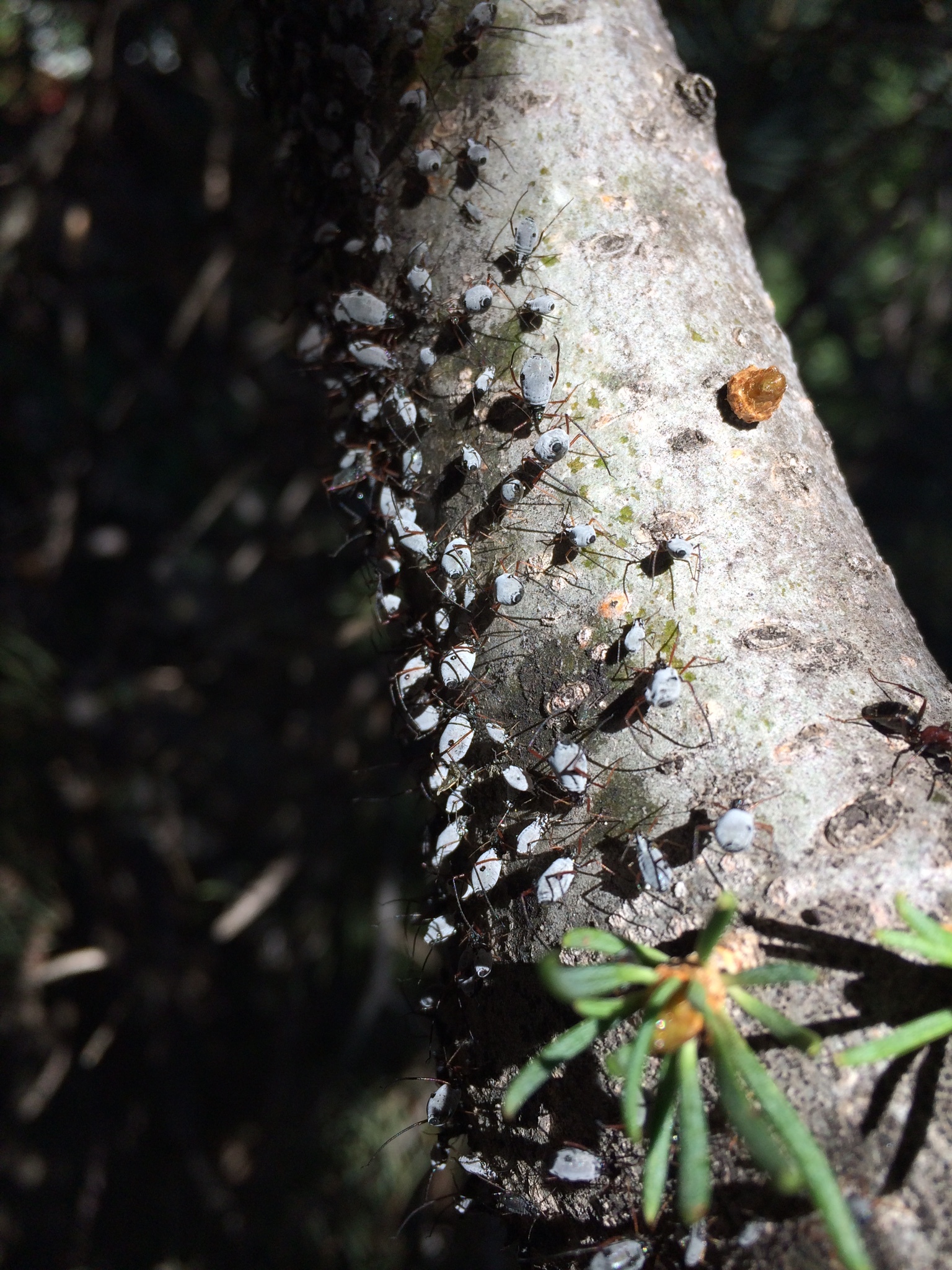 Bugs on Blue Spruce - Ask Extension