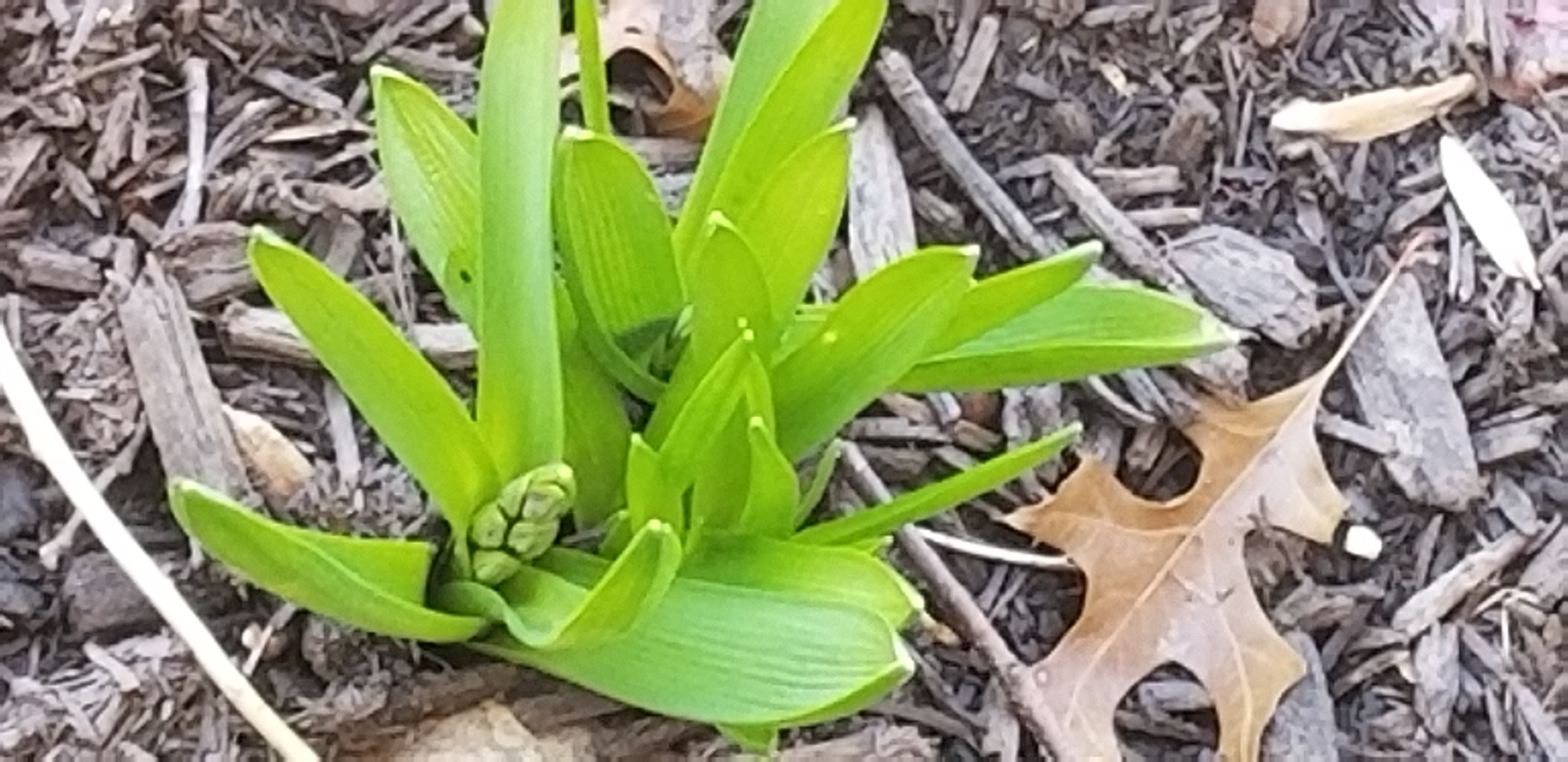 cold-snap-and-snow-hurt-my-plants-ask-extension