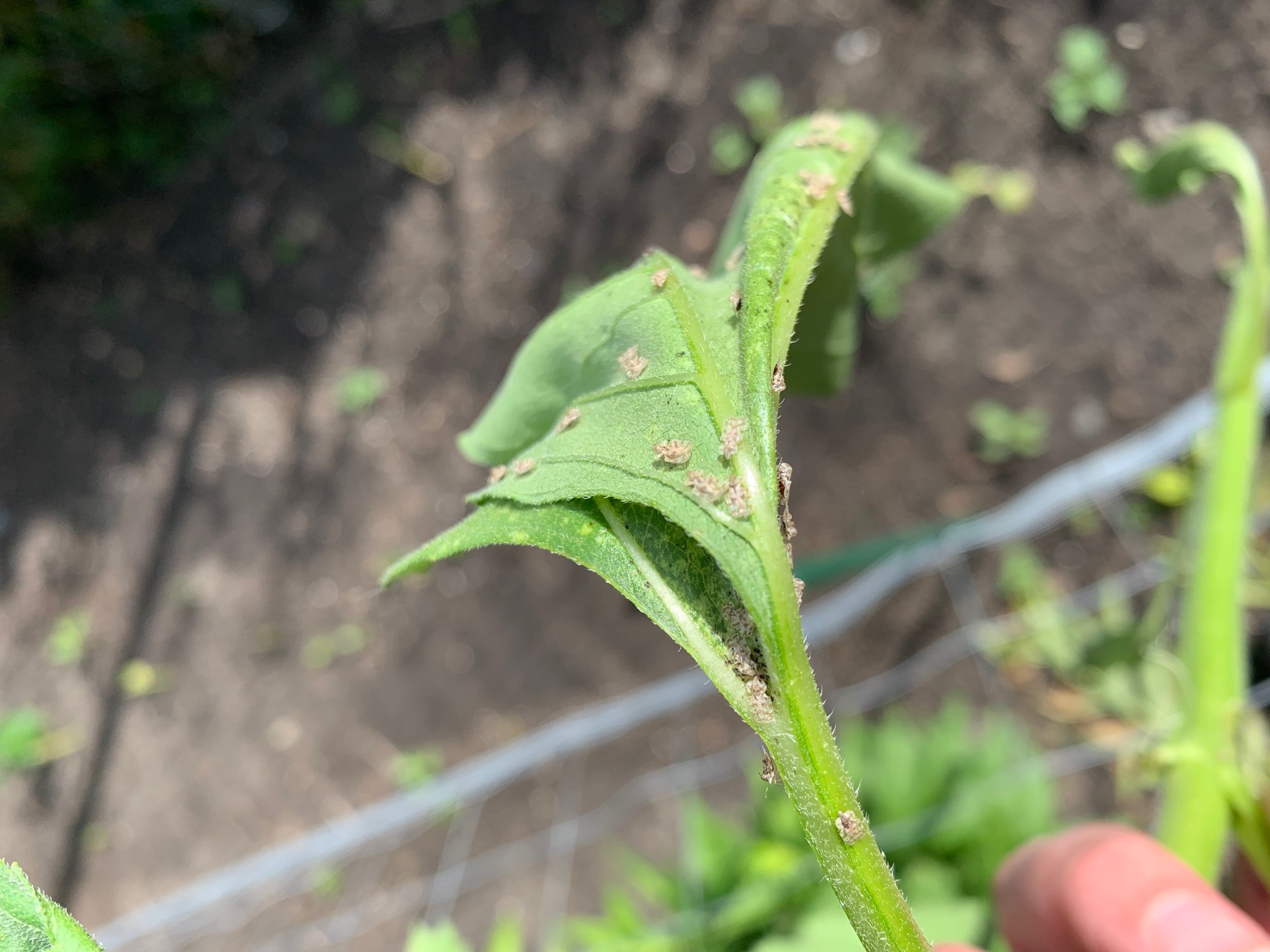 Something eating sunflowers - Ask Extension