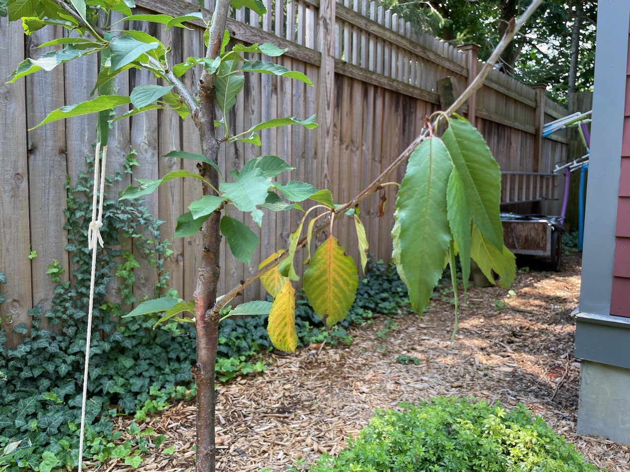 lower-branches-on-cherry-tree-wilting-dying-ask-extension