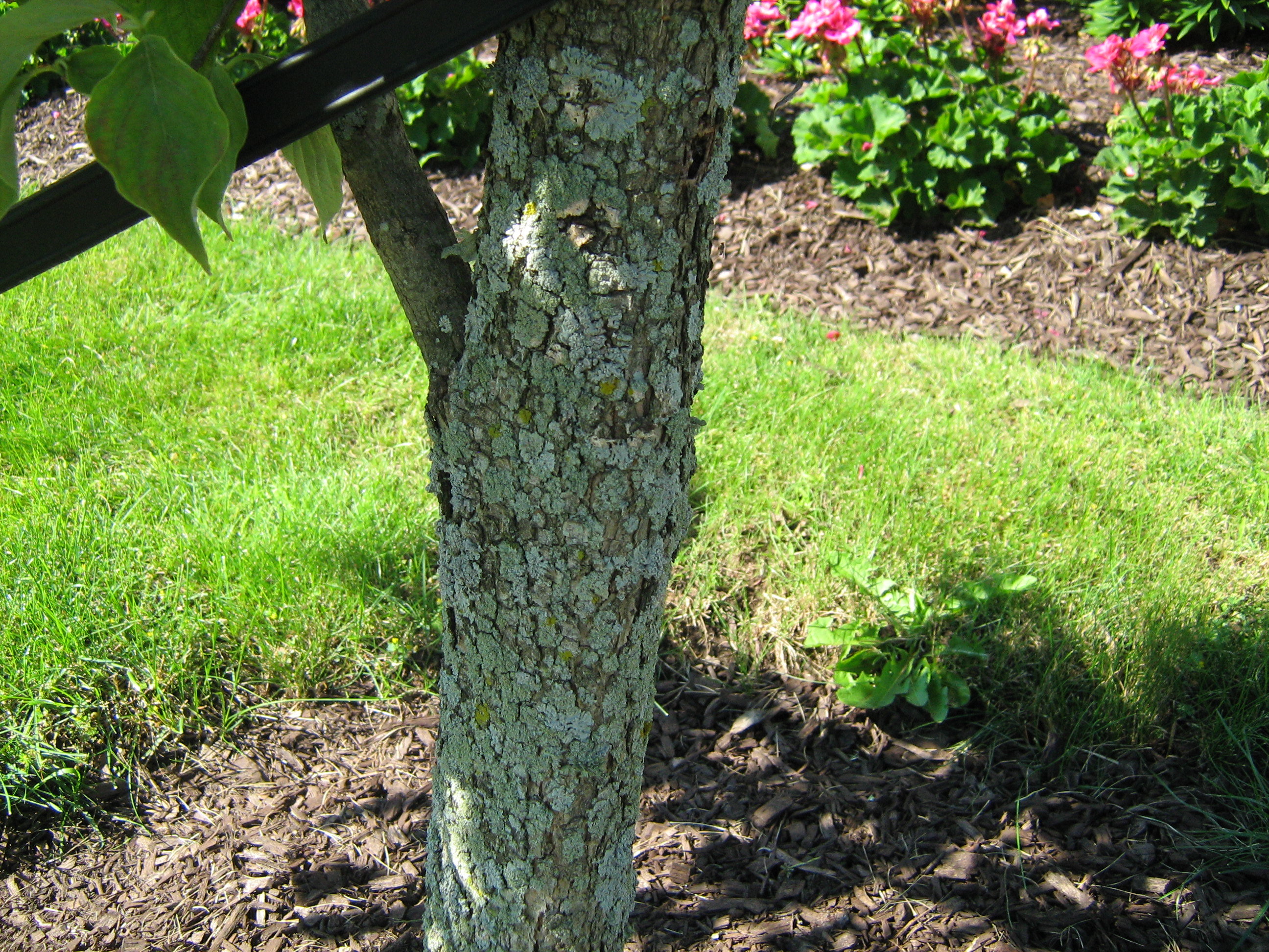 whats wrong with my dogwood tree
