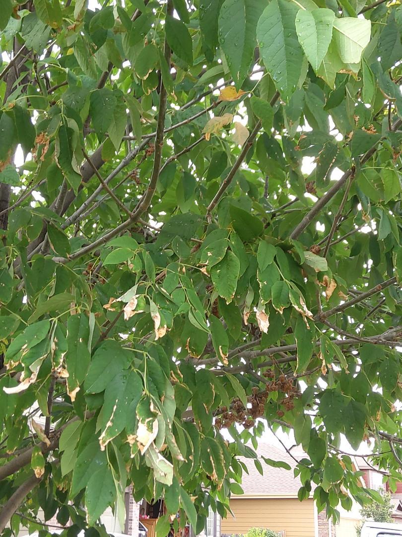 Patmore Ash Tree - Leaves yellowing & falling off - Ask Extension