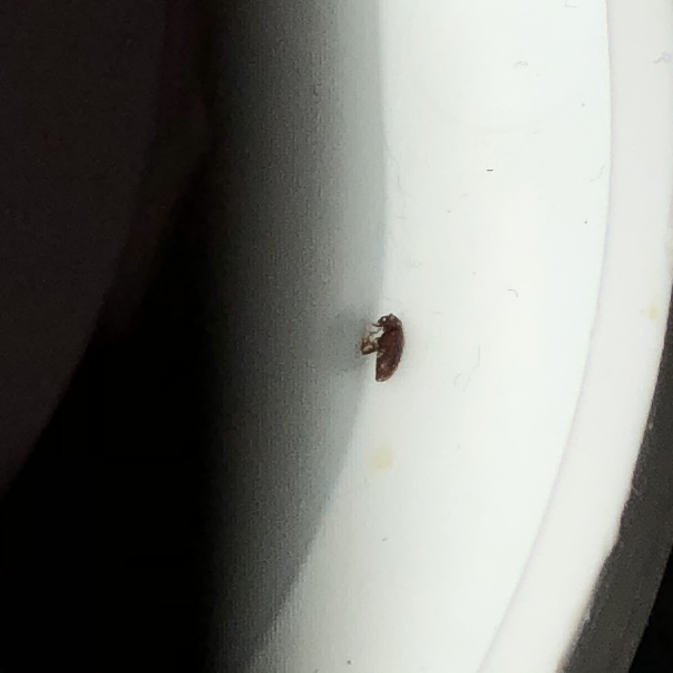 What Are These Little Bugs All Over My Basement? - Ask Extension